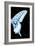 Miss Butterfly Xuthus - X Ray Right Black Edition-Philippe Hugonnard-Framed Photographic Print