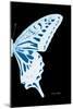 Miss Butterfly Xuthus - X Ray Right Black Edition-Philippe Hugonnard-Mounted Photographic Print