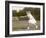 Miss C Beckingham Playing at Ealing-null-Framed Photographic Print