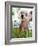 Miss Ellie Competes in World's Ugliest Dog Contest at Sonoma-Marin Fair in Petaluma, California-null-Framed Photographic Print