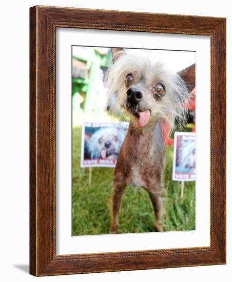 Miss Ellie Competes in World's Ugliest Dog Contest at Sonoma-Marin Fair in Petaluma, California-null-Framed Photographic Print