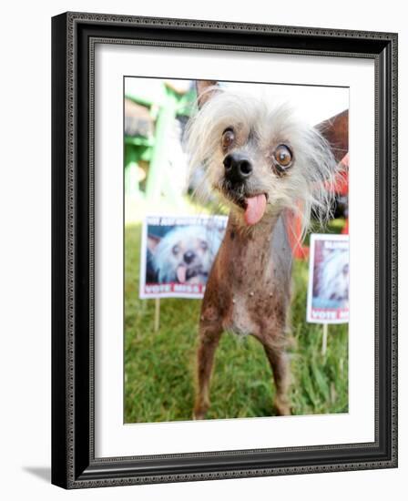 Miss Ellie Competes in World's Ugliest Dog Contest at Sonoma-Marin Fair in Petaluma, California-null-Framed Photographic Print