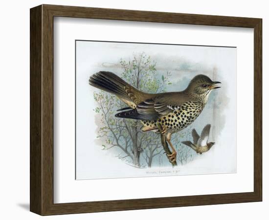 Missel Thrush, 19th Century-Henrik Gronvold-Framed Giclee Print