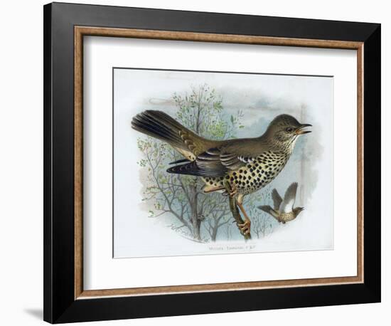 Missel Thrush, 19th Century-Henrik Gronvold-Framed Giclee Print