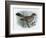 Missel Thrush, 19th Century-Henrik Gronvold-Framed Giclee Print