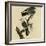 Mississippi Kite-null-Framed Giclee Print