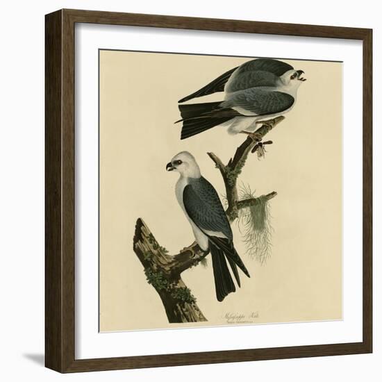 Mississippi Kite-null-Framed Giclee Print