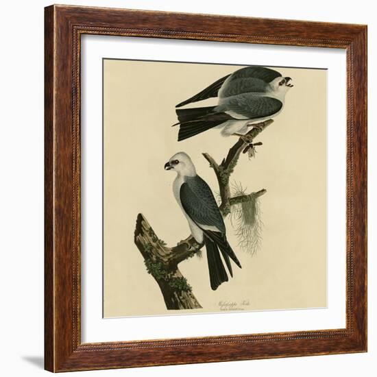 Mississippi Kite-null-Framed Giclee Print