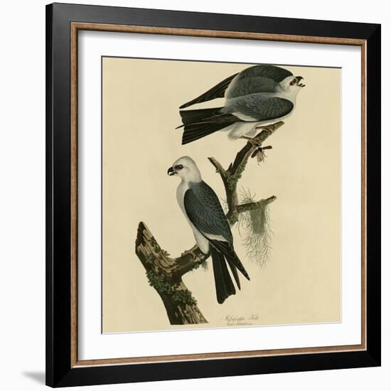 Mississippi Kite-null-Framed Giclee Print