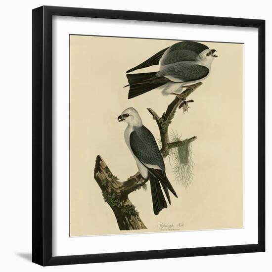 Mississippi Kite-null-Framed Giclee Print