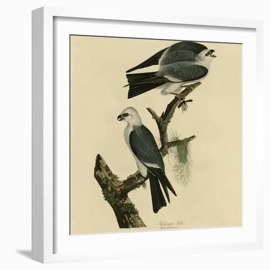 Mississippi Kite-null-Framed Giclee Print