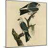 Mississippi Kite-null-Mounted Giclee Print
