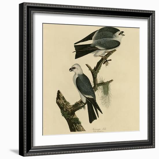 Mississippi Kite-null-Framed Giclee Print