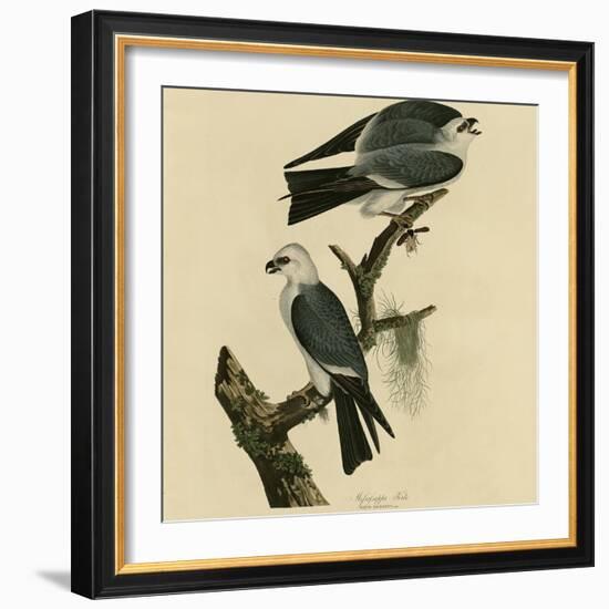 Mississippi Kite-null-Framed Giclee Print