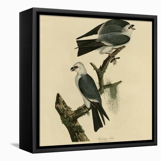 Mississippi Kite-null-Framed Premier Image Canvas