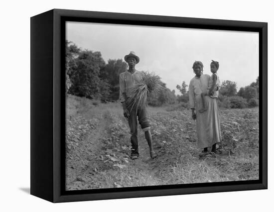 Mississippi person family who live on a cotton patch near Vicksburg, 1936-Dorothea Lange-Framed Premier Image Canvas