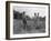 Mississippi person family who live on a cotton patch near Vicksburg, 1936-Dorothea Lange-Framed Photographic Print