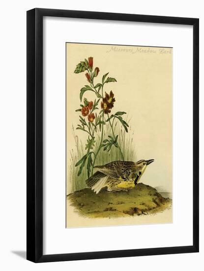 Missouri Meadow Lark-John James Audubon-Framed Art Print