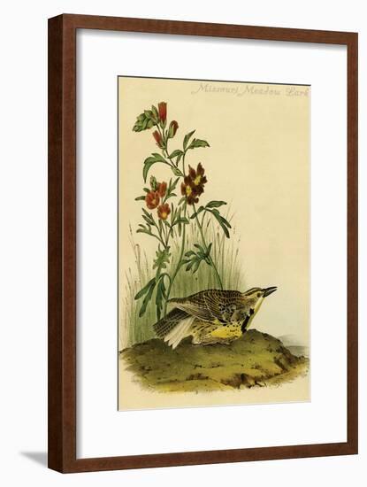 Missouri Meadow Lark-John James Audubon-Framed Art Print