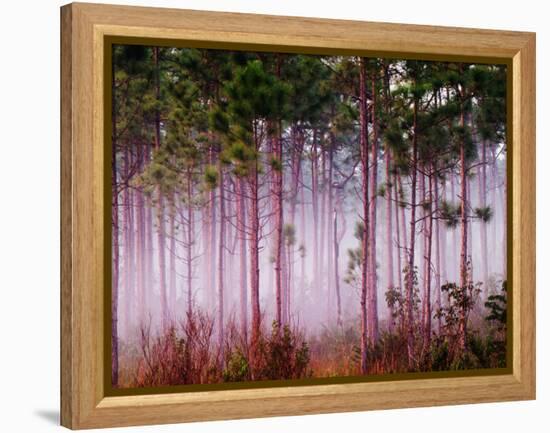 Mist Among Pine Trees at Sunrise, Everglades National Park, Florida, USA-Adam Jones-Framed Premier Image Canvas