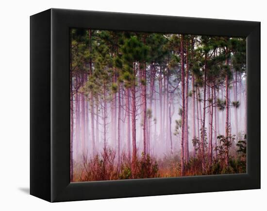 Mist Among Pine Trees at Sunrise, Everglades National Park, Florida, USA-Adam Jones-Framed Premier Image Canvas