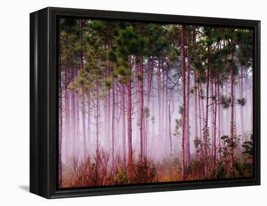 Mist Among Pine Trees at Sunrise, Everglades National Park, Florida, USA-Adam Jones-Framed Premier Image Canvas