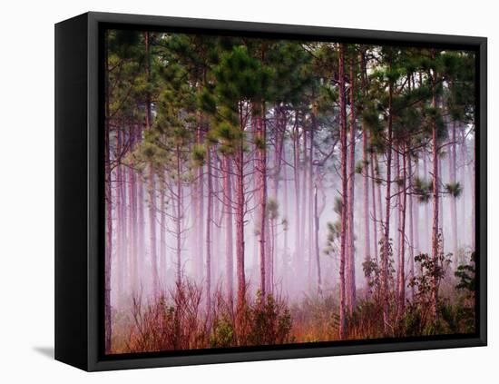 Mist Among Pine Trees at Sunrise, Everglades National Park, Florida, USA-Adam Jones-Framed Premier Image Canvas