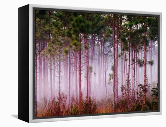 Mist Among Pine Trees at Sunrise, Everglades National Park, Florida, USA-Adam Jones-Framed Premier Image Canvas