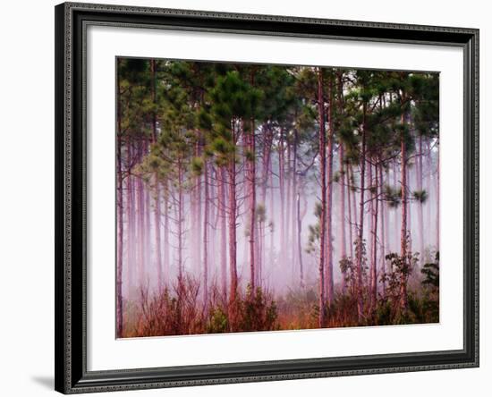 Mist Among Pine Trees at Sunrise, Everglades National Park, Florida, USA-Adam Jones-Framed Photographic Print