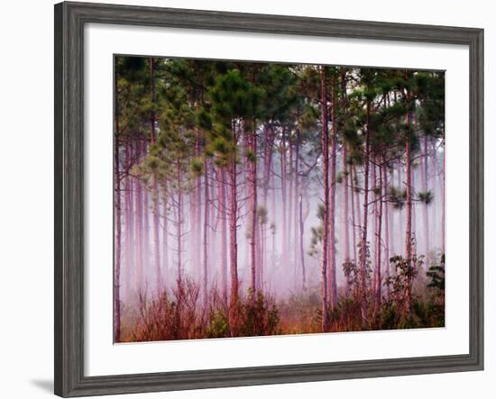 Mist Among Pine Trees at Sunrise, Everglades National Park, Florida, USA-Adam Jones-Framed Photographic Print