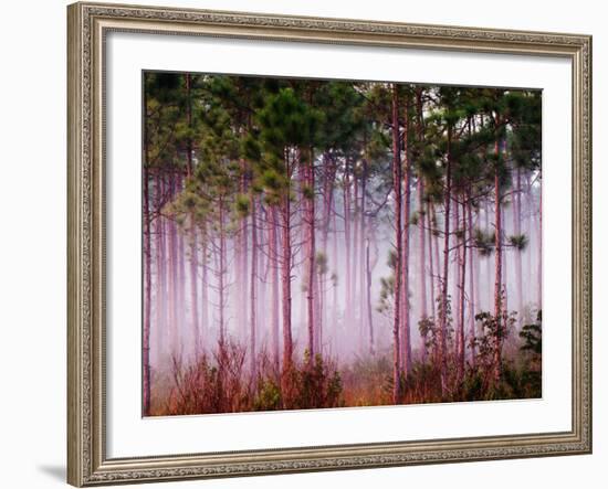 Mist Among Pine Trees at Sunrise, Everglades National Park, Florida, USA-Adam Jones-Framed Photographic Print