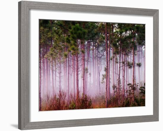 Mist Among Pine Trees at Sunrise, Everglades National Park, Florida, USA-Adam Jones-Framed Photographic Print