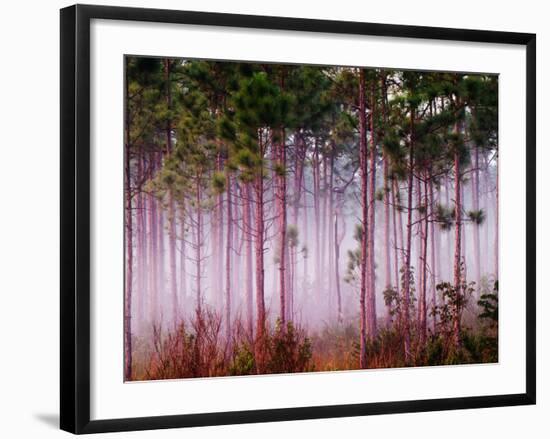 Mist Among Pine Trees at Sunrise, Everglades National Park, Florida, USA-Adam Jones-Framed Photographic Print