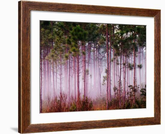 Mist Among Pine Trees at Sunrise, Everglades National Park, Florida, USA-Adam Jones-Framed Photographic Print