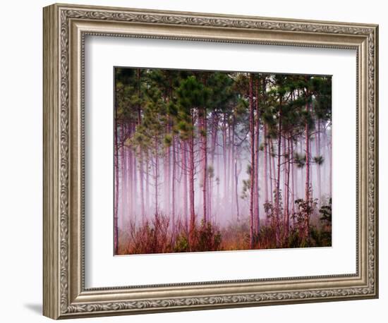 Mist Among Pine Trees at Sunrise, Everglades National Park, Florida, USA-Adam Jones-Framed Photographic Print