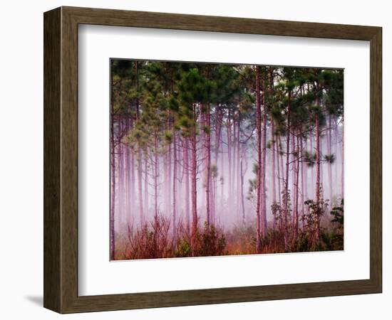 Mist Among Pine Trees at Sunrise, Everglades National Park, Florida, USA-Adam Jones-Framed Photographic Print