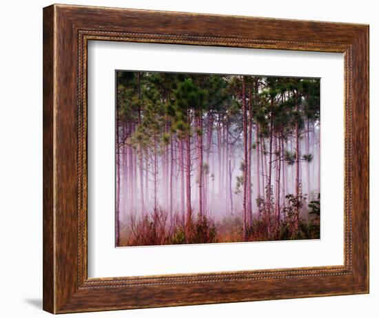 Mist Among Pine Trees at Sunrise, Everglades National Park, Florida, USA-Adam Jones-Framed Photographic Print