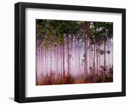 Mist Among Pine Trees at Sunrise, Everglades National Park, Florida, USA-Adam Jones-Framed Photographic Print