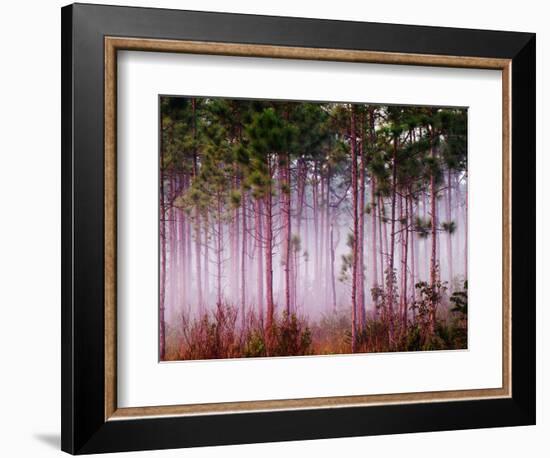 Mist Among Pine Trees at Sunrise, Everglades National Park, Florida, USA-Adam Jones-Framed Photographic Print