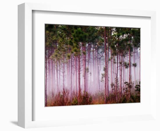 Mist Among Pine Trees at Sunrise, Everglades National Park, Florida, USA-Adam Jones-Framed Photographic Print