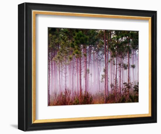 Mist Among Pine Trees at Sunrise, Everglades National Park, Florida, USA-Adam Jones-Framed Photographic Print