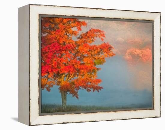Mist and Forest in Autumn Color, Davis, West Virginia, Usa-Jay O'brien-Framed Premier Image Canvas