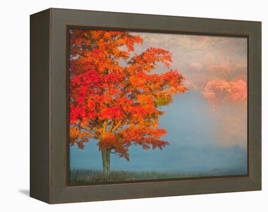 Mist and Forest in Autumn Color, Davis, West Virginia, Usa-Jay O'brien-Framed Premier Image Canvas