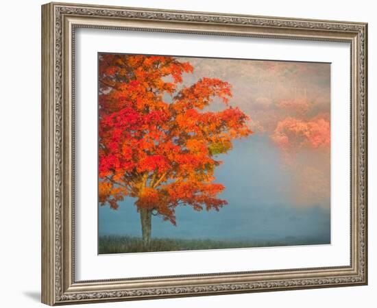 Mist and Forest in Autumn Color, Davis, West Virginia, Usa-Jay O'brien-Framed Photographic Print