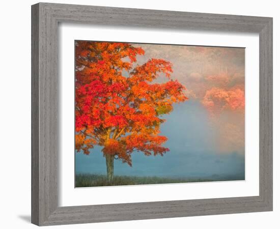 Mist and Forest in Autumn Color, Davis, West Virginia, Usa-Jay O'brien-Framed Photographic Print