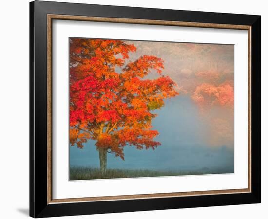 Mist and Forest in Autumn Color, Davis, West Virginia, Usa-Jay O'brien-Framed Photographic Print