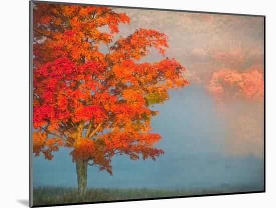 Mist and Forest in Autumn Color, Davis, West Virginia, Usa-Jay O'brien-Mounted Photographic Print