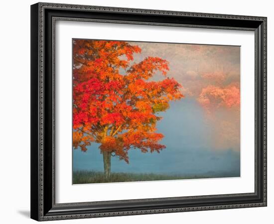 Mist and Forest in Autumn Color, Davis, West Virginia, Usa-Jay O'brien-Framed Photographic Print