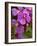 Mist Covers Cerillo Flower in Forest on Volcanic Slope, Volcano Poas National Park, Costa Rica-Paul Souders-Framed Photographic Print