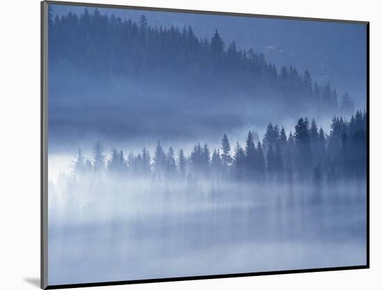 Mist Hiding Trees Above the Little Spokane River Valley-Bob Rowan-Mounted Photographic Print